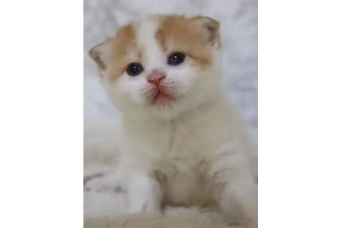 成約済の埼玉県のスコティッシュフォールド-105540の2枚目