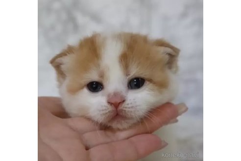 成約済の埼玉県のスコティッシュフォールド-105540の5枚目