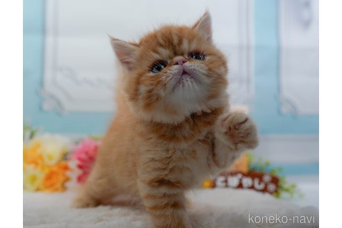 成約済の東京都のエキゾチックショートヘア-105568の3枚目