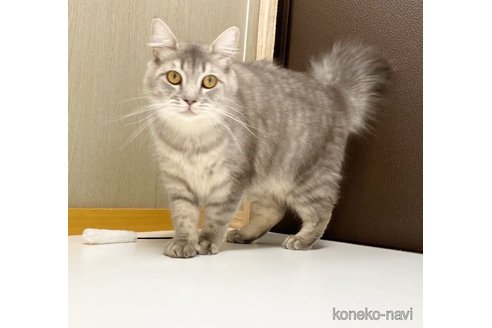ののサイベリアン-