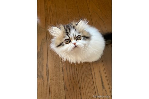 成約済の愛知県のエキゾチックショートヘア-102133の7枚目