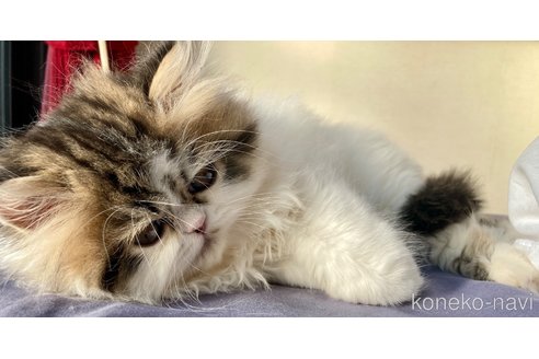 成約済の愛知県のエキゾチックショートヘア-102133の5枚目