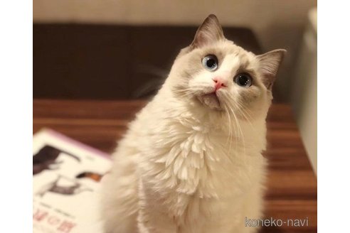 タピオカちゃん1枚目