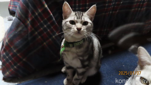 成約済の長野県のアメリカンショートヘア-98128の2枚目