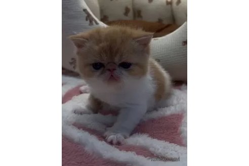成約済の埼玉県のエキゾチックショートヘア-105686の5枚目
