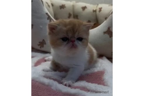 成約済の埼玉県のエキゾチックショートヘア-105686の6枚目
