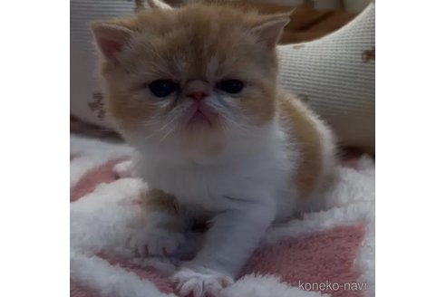 成約済ののエキゾチックショートヘア-105686