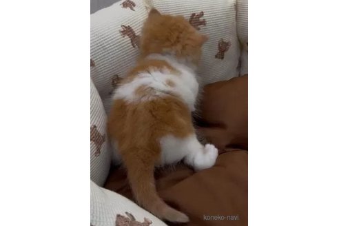 成約済の埼玉県のエキゾチックショートヘア-105686の3枚目