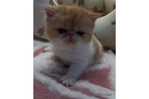成約済の埼玉県のエキゾチックショートヘア-105686の2枚目