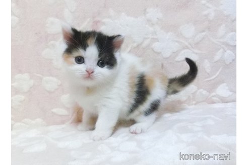 成約済の鹿児島県のスコティッシュフォールド-105690の2枚目