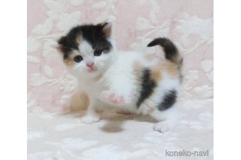 成約済の鹿児島県のスコティッシュフォールド-105690の4枚目