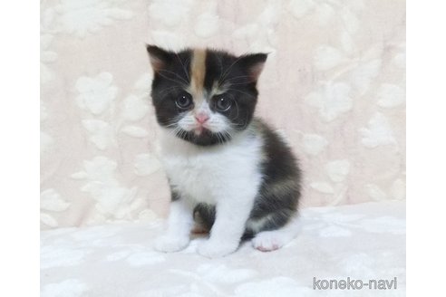 成約済の鹿児島県のスコティッシュフォールド-105691の1枚目