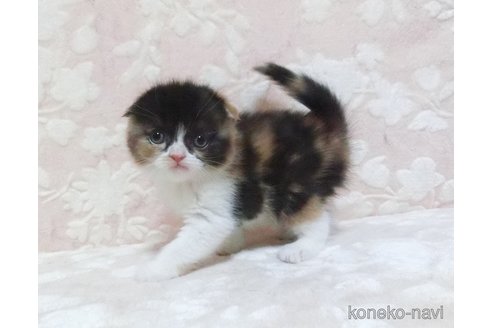 成約済の鹿児島県のスコティッシュフォールド-105692の3枚目