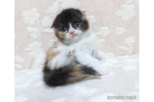 成約済の鹿児島県のスコティッシュフォールド-105692の4枚目