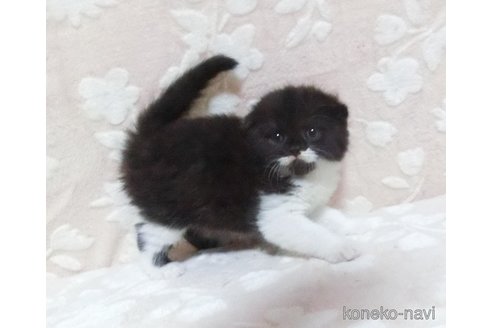成約済の鹿児島県のスコティッシュフォールド-105693の3枚目