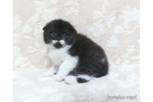 成約済の鹿児島県のスコティッシュフォールド-105693の5枚目