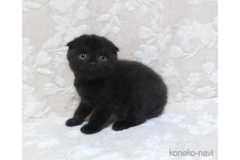 成約済の鹿児島県のスコティッシュフォールド-105694の3枚目