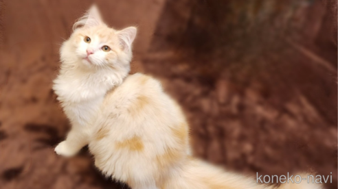 成約済の神奈川県のノルウェージャンフォレストキャット-92733の1枚目