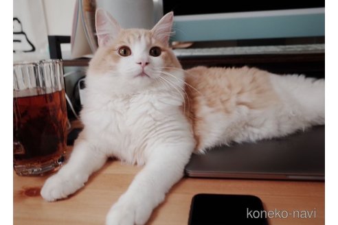カルビくん1枚目