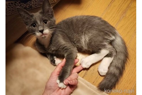 成約済の神奈川県のノルウェージャンフォレストキャット-105707の8枚目