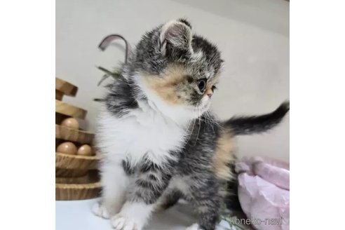 成約済の千葉県のエキゾチックショートヘア-105711の3枚目