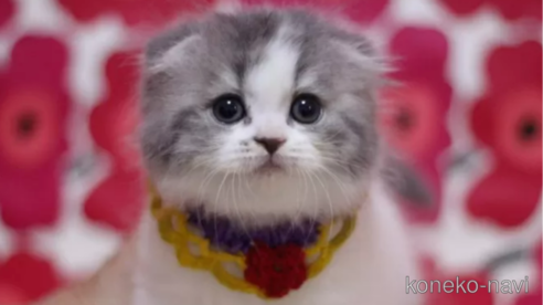 成約済の東京都のスコティッシュフォールド(折れ耳)-105725の1枚目