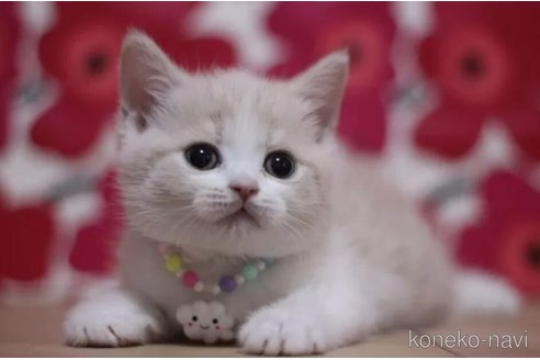 成約済の東京都のマンチカン-105726の2枚目