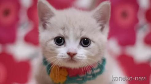 成約済の東京都のマンチカン(短足)-105733の1枚目