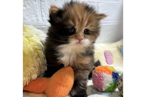 成約済の山梨県のサイベリアン-105736の1枚目