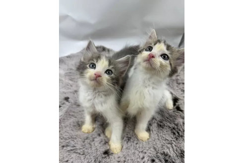 成約済の埼玉県のノルウェージャンフォレストキャット-105742の3枚目