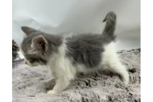 成約済の埼玉県のノルウェージャンフォレストキャット-105743の2枚目
