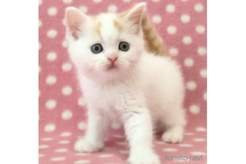 成約済の愛知県のスコティッシュフォールド-105749の4枚目