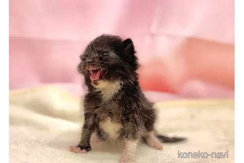 成約済の東京都のブリティッシュショートヘア-105753の2枚目