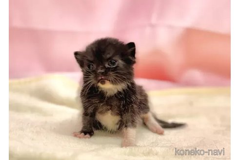成約済の東京都のブリティッシュショートヘア-105753の3枚目