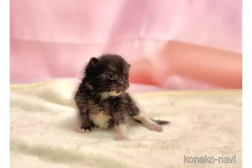 成約済の東京都のブリティッシュショートヘア-105753の4枚目