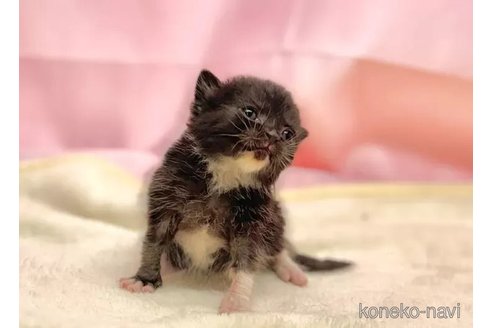 成約済の東京都のブリティッシュショートヘア-105753の6枚目