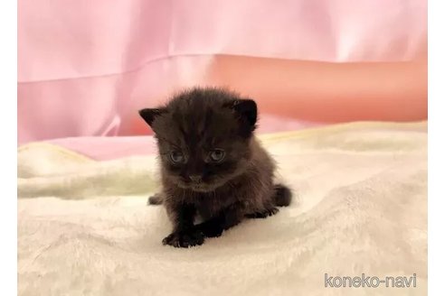 販売中の東京都のブリティッシュショートヘア-105754の3枚目