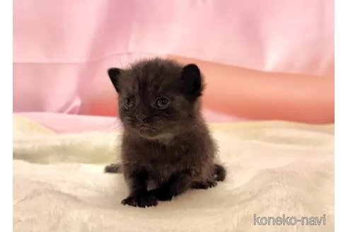 販売中の東京都のブリティッシュショートヘア-105754の2枚目