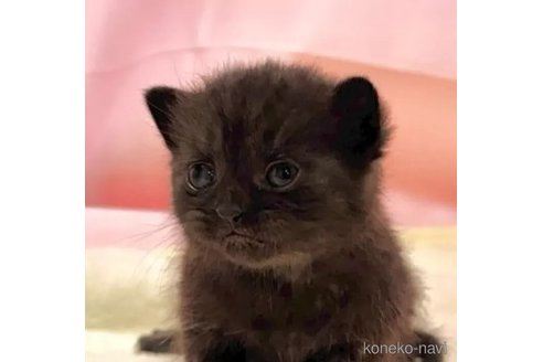 販売中の東京都のブリティッシュショートヘア-105754の6枚目