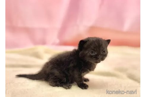 成約済の東京都のブリティッシュショートヘア-105755の2枚目