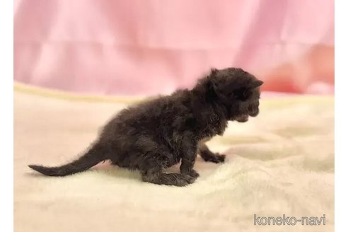 成約済の東京都のブリティッシュショートヘア-105755の3枚目