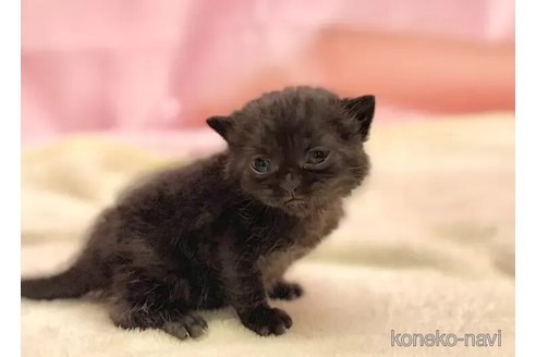 成約済の東京都のブリティッシュショートヘア-105755の4枚目