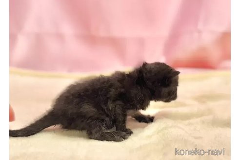 成約済の東京都のブリティッシュショートヘア-105755の5枚目