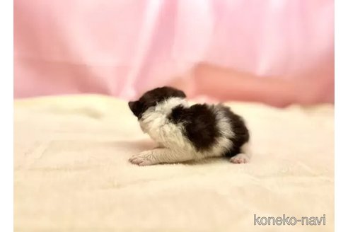 販売中の東京都のブリティッシュショートヘア-105756の4枚目