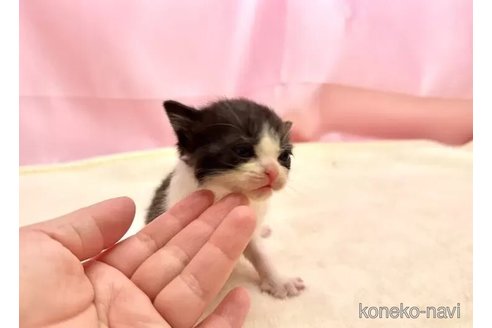 販売中の東京都のブリティッシュショートヘア-105756の5枚目