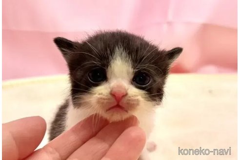 販売中の東京都のブリティッシュショートヘア-105756の2枚目