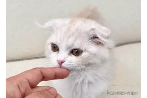 成約済の静岡県のスコティッシュフォールド-105757の3枚目