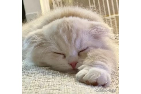 成約済の静岡県のスコティッシュフォールド-105757の4枚目