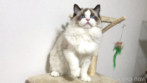 商談中の埼玉県のラグドール-87866の7枚目