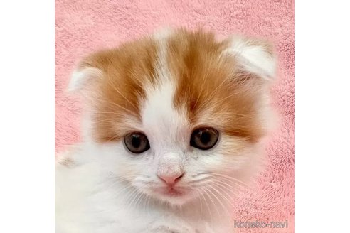 成約済の静岡県のスコティッシュフォールド(折れ耳)-105758の6枚目